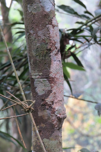 Mossy Leaf-Tailed Gecko — 2
