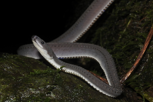 Dragon Snake — 3