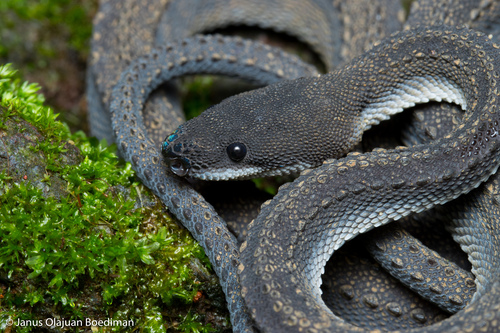Dragon Snake — 4