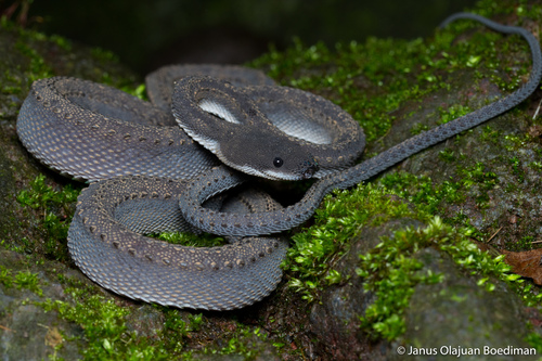 Dragon Snake — 5