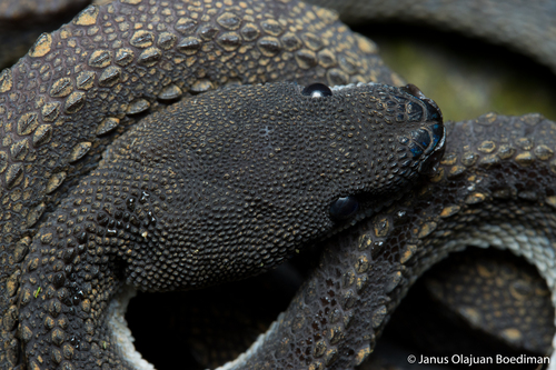 Dragon Snake — 6