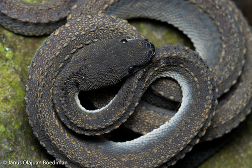 Dragon Snake — 9