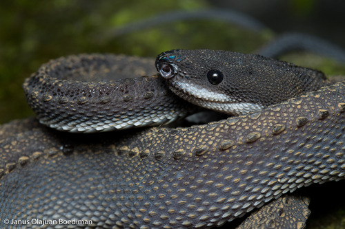 Dragon Snake — 10