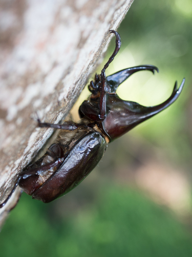 Siamese Rhinoceros Beetle — 2