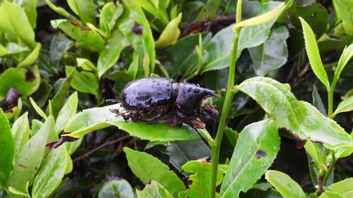 Siamese Rhinoceros Beetle — 4